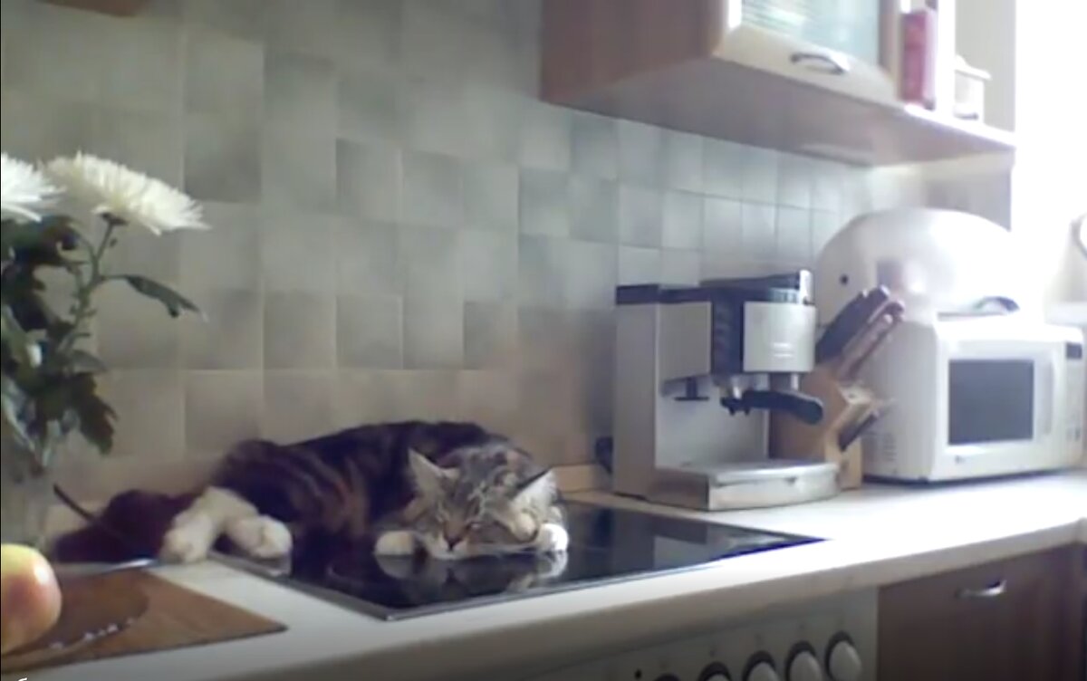 Кот прилег на печку...вот же теплое местечко =)