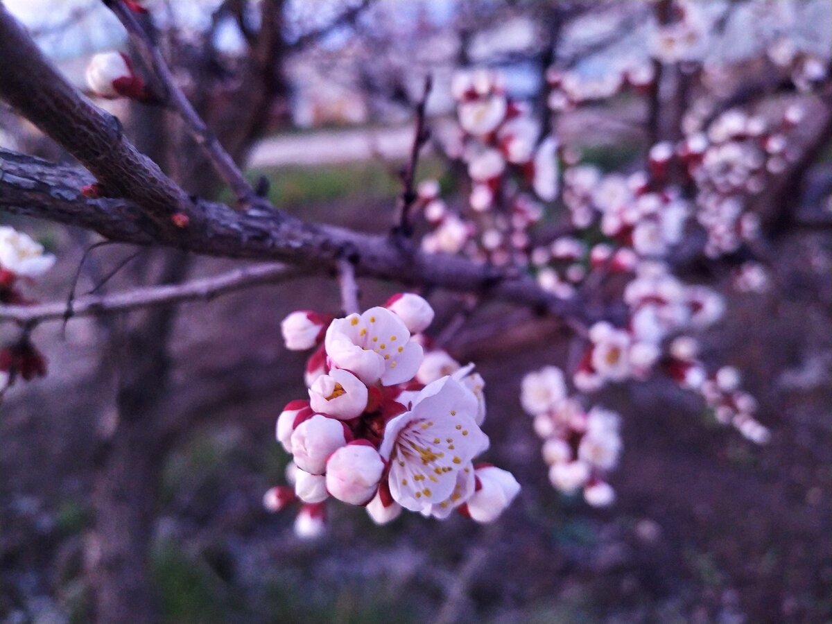 И пусть в Ваших сердцах всегда живет весна!