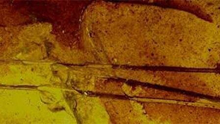Найдены древнейшие образцы шерсти млекопитающих