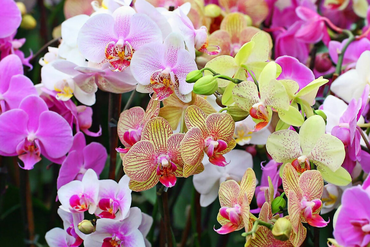 Орхидеи в сибирской зиме смотрятся очень красиво, но усилий по их сохранению требуется тоже очень много! У вас был такой опыт, дорогие читатели?