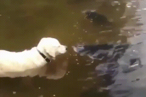 рыбалка, собака рыболов, способы рыбалки, ловим рыбу