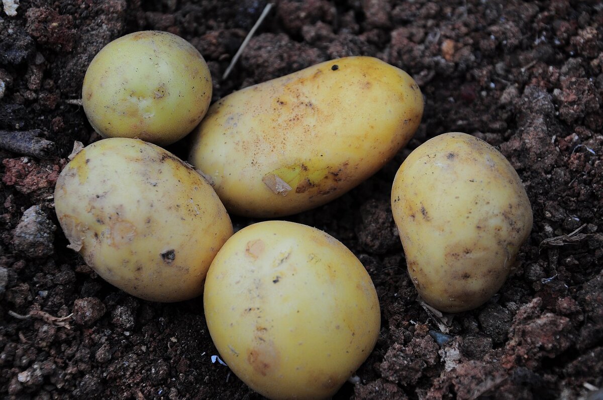 Семена картофеля больше не закапываю в лунки. Ем молодую картошку уже в начале августа