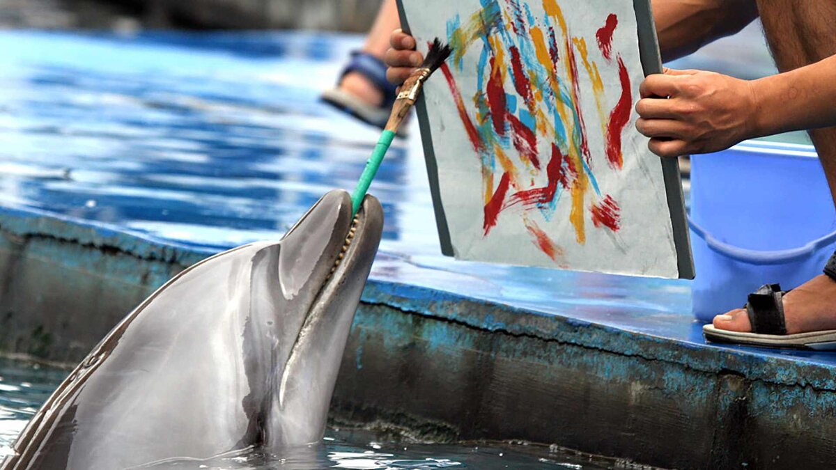 Картины нарисованные дельфинами