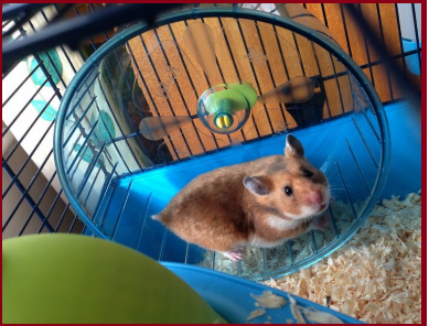 Вот и один из 3 моих хомяков, имя - Саша)