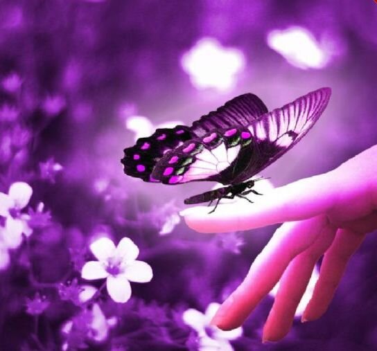 Душа СЧАСТЛИВОГО человека подобна порхающей бабочке...