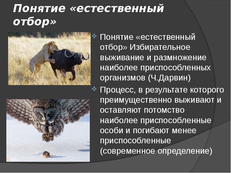 Фото из общедоступной сети Интернет