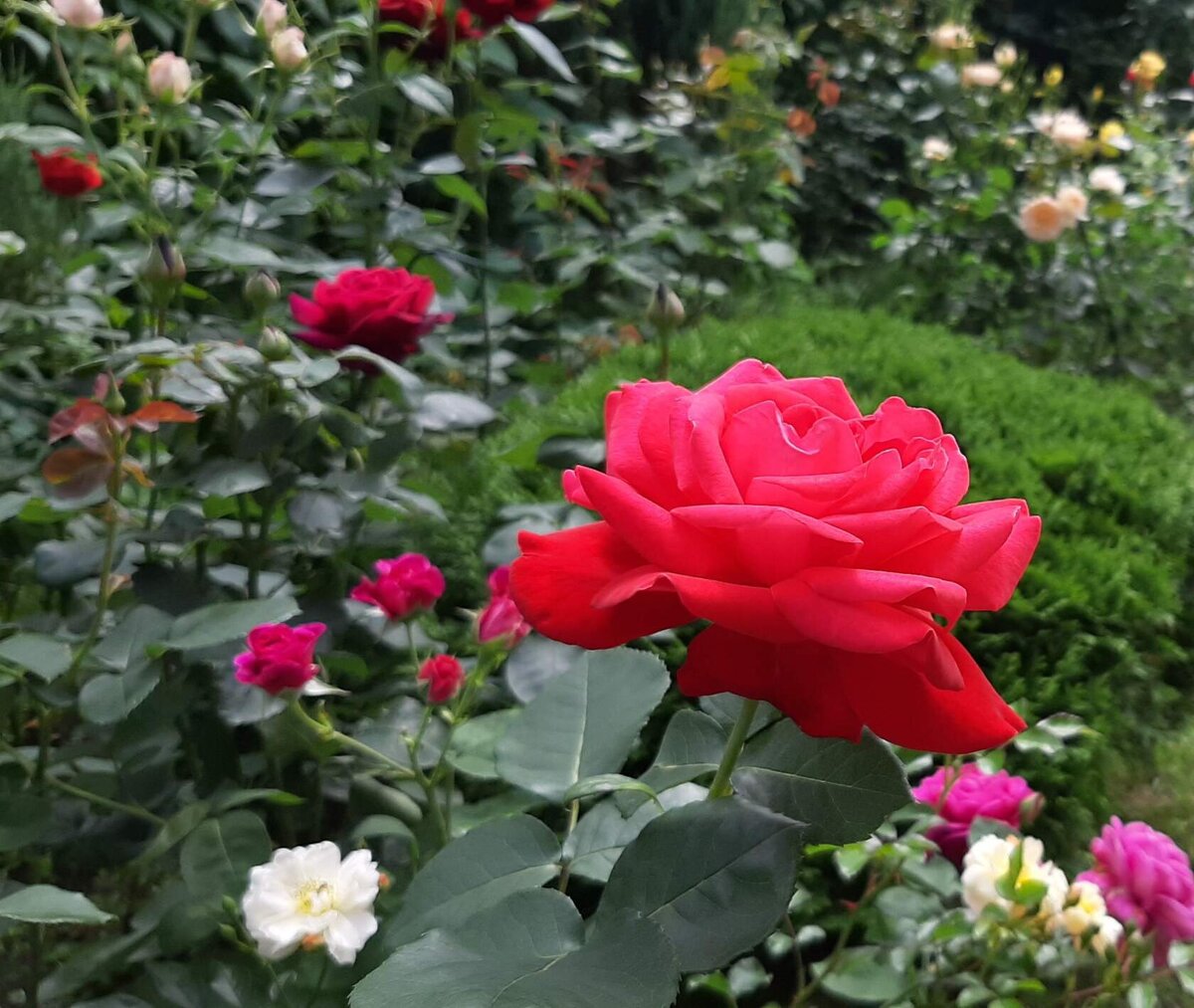 Цветочница анюта розы весной. Клумба с чайно гибридными розами. Розы для Анюты. Цветочница Анюта розы.