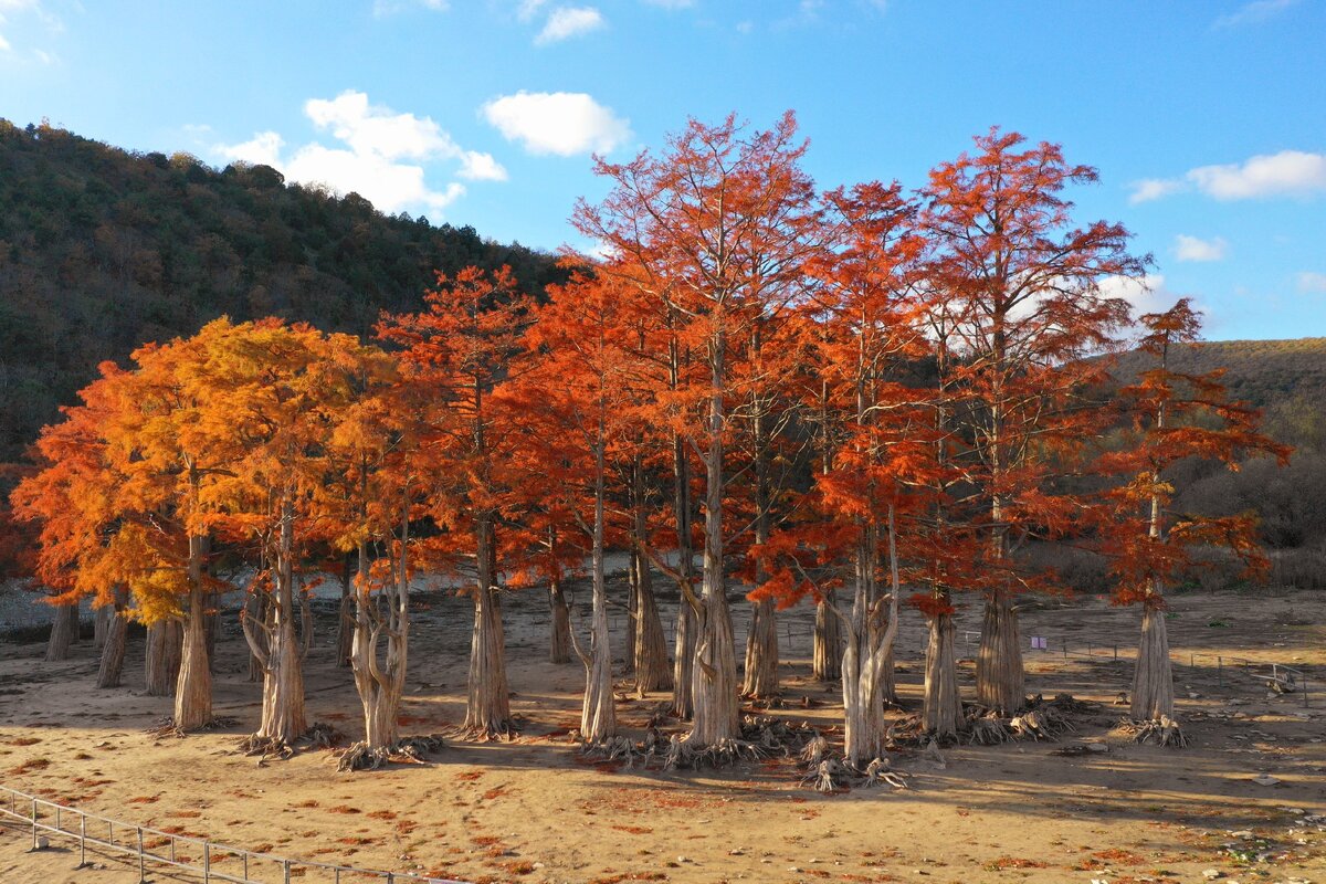 Кипарисы в Сукко 