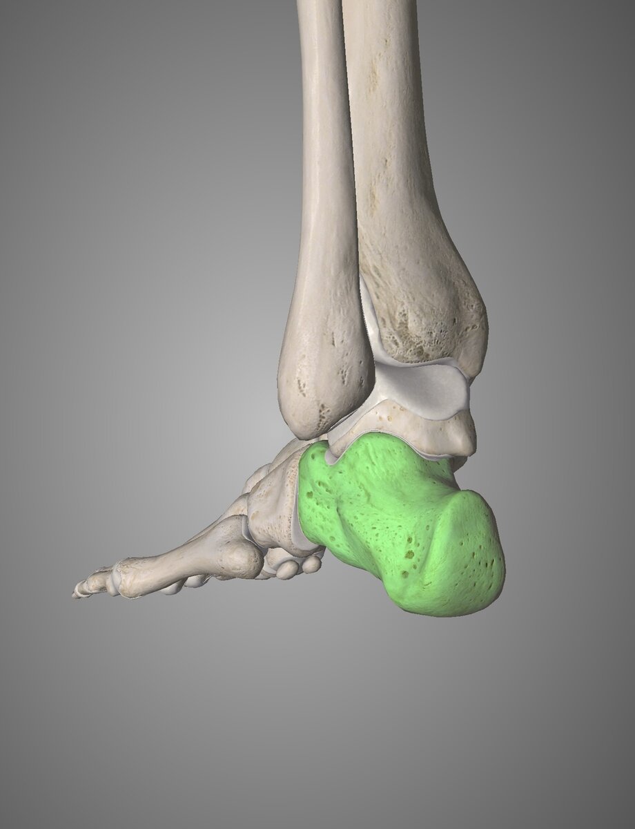 Пяточная кость: изображения без лицензионных платежей