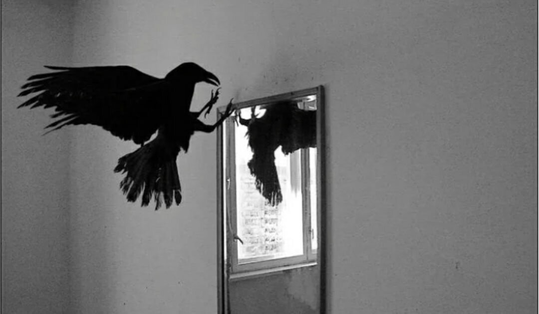 Ворона стучит в окно. Ворона Эстетика. Вороны Эстетика. Черный ворон Эстетика. Вороны в комнате.