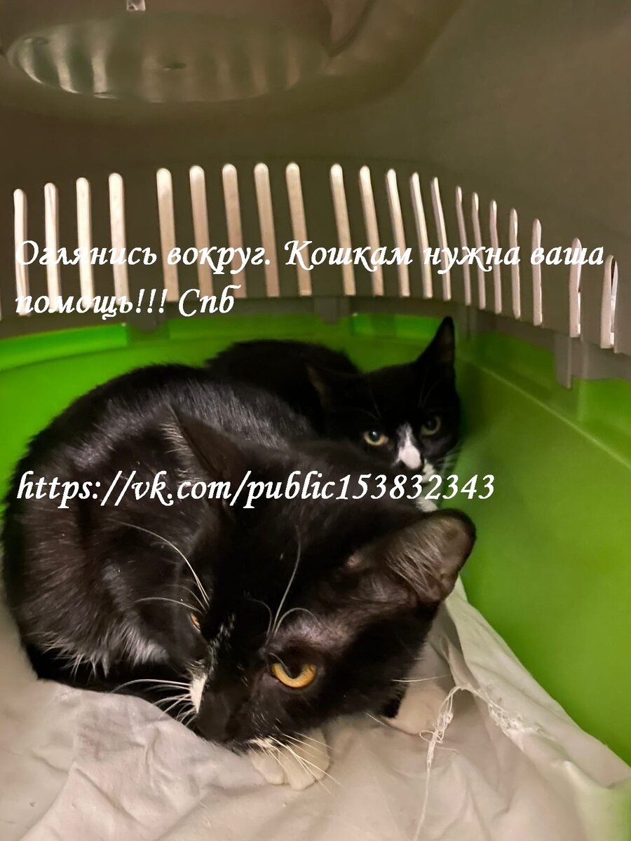 Джеси и Маркиза в клинике