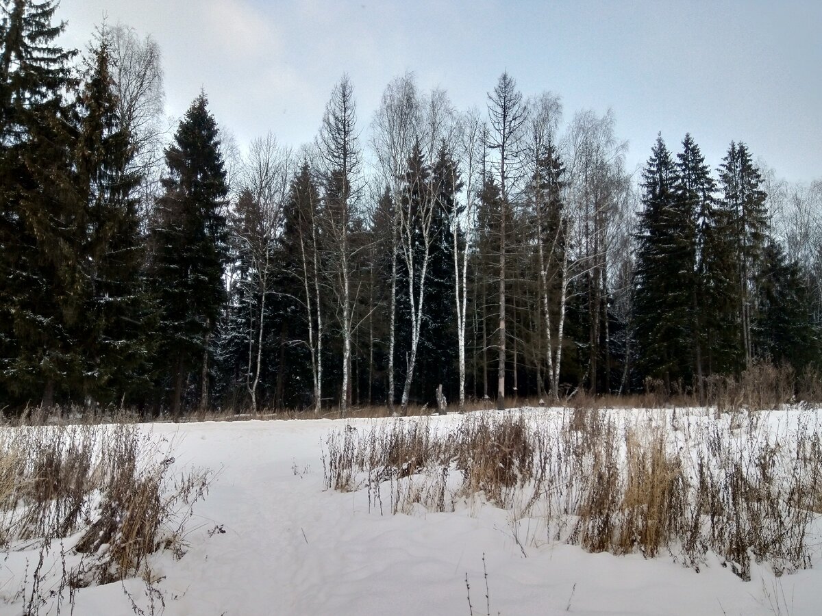 Фото автора. Подмосковье. Зимний лес.