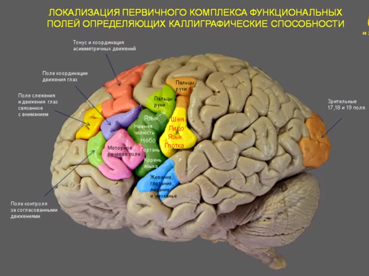 Морфофункциональная карта коры головного мозга.