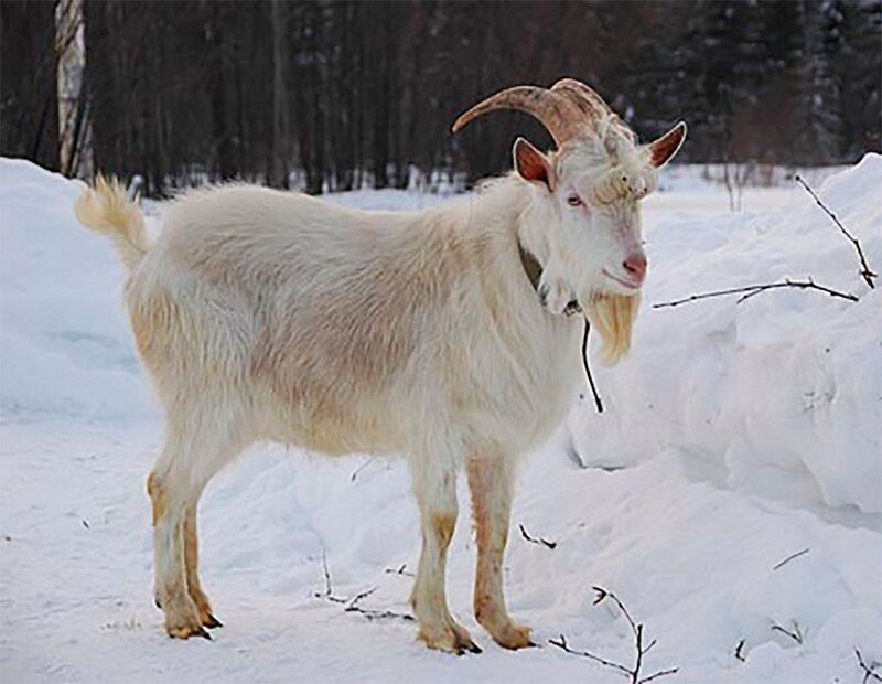 Картинка из сети интернет для иллюстрации