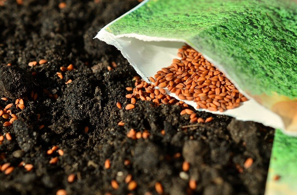 Посев семян лентой: лайфхак для дачников