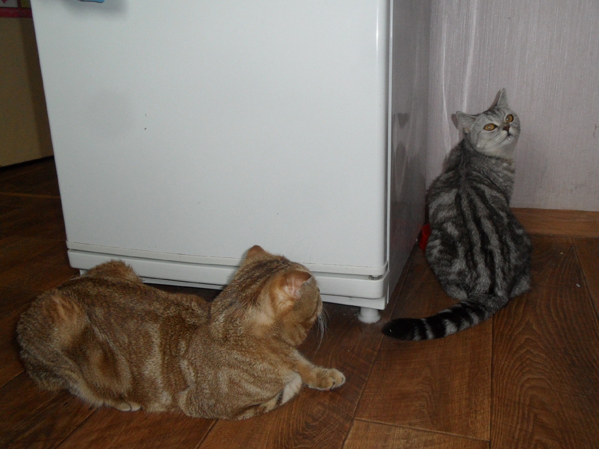 Счастливая пара: шотландская прямоухая Трикси и шотландский вислоухий Босс