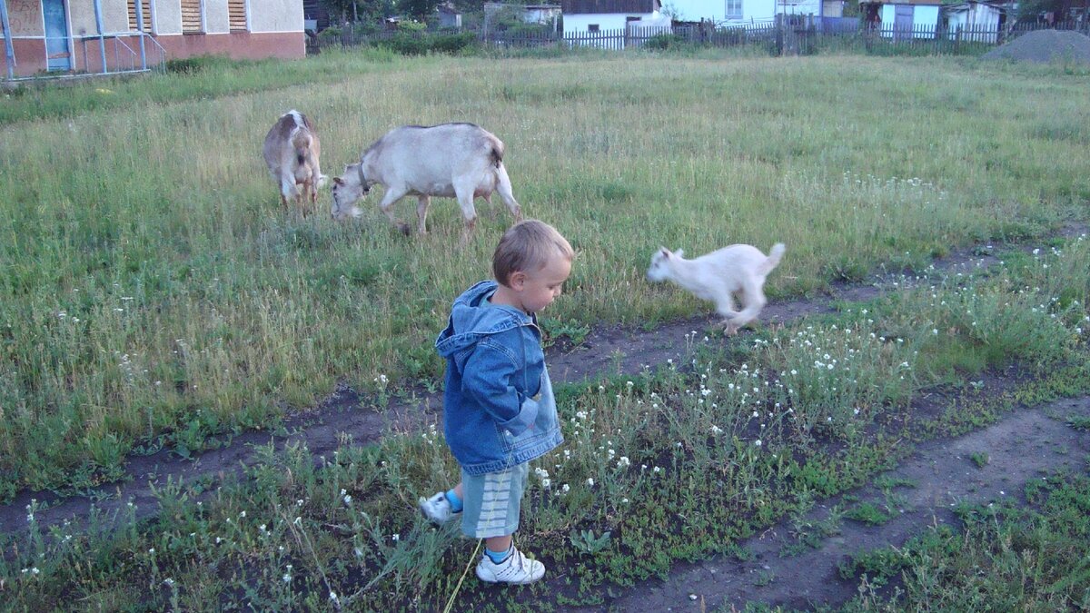 Насколько выгодно держать молочных коз. Личный опыт | Деревенская  путешественница | Дзен