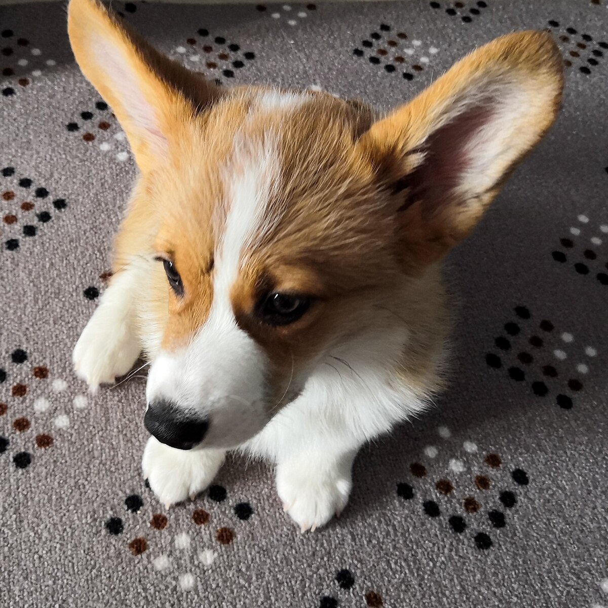 Мерлин то ли грустный, то ли задумался о вкусе Энтеросгеля