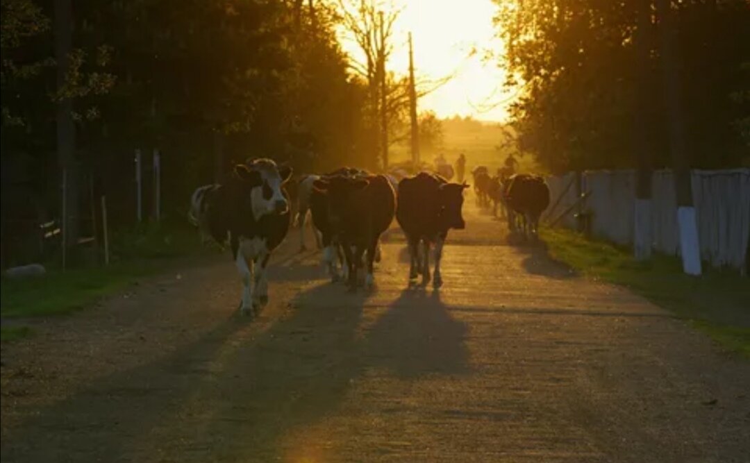 Фото из интернета 