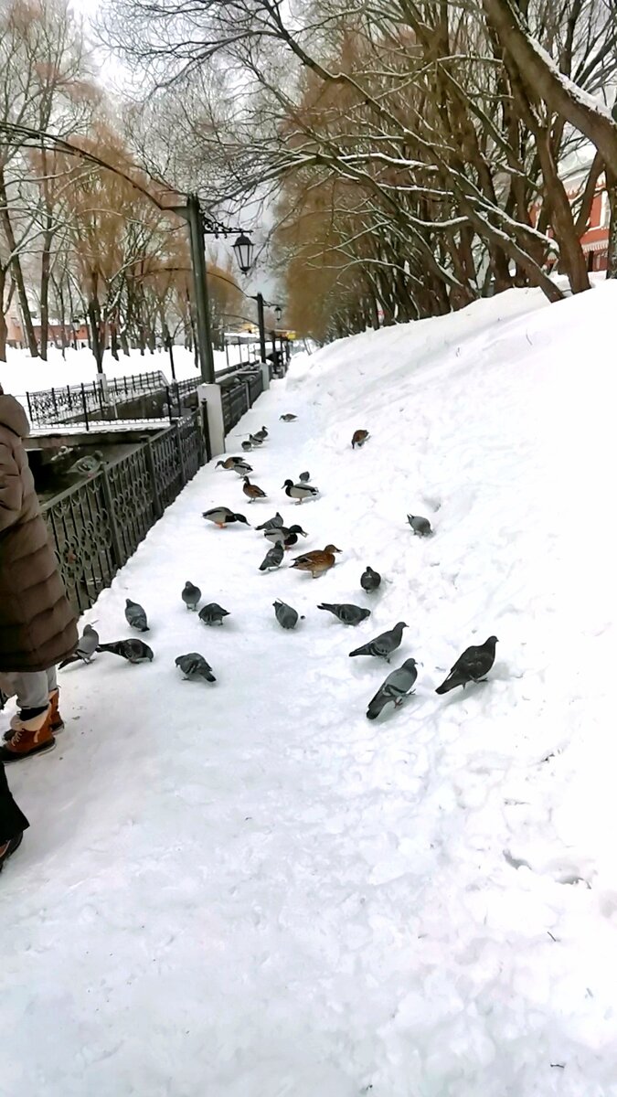 Дружба  уток с голубями ) 