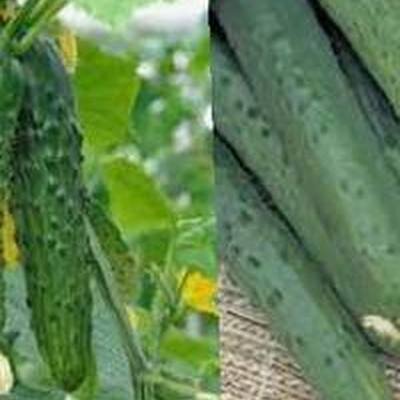 огурцы апрельский f1