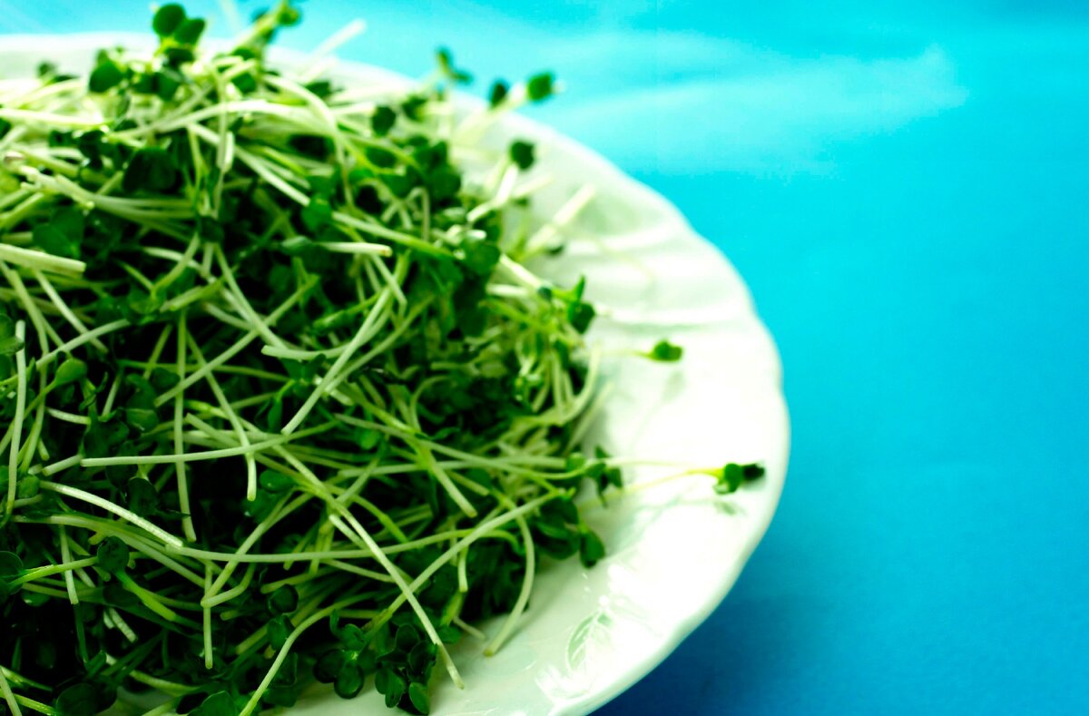 Фото: Green, Grass, Plant, Herb на Picspree