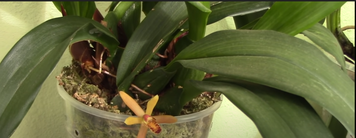 Цветоводам на заметку: полезные лайфхаки, которые помогут спасти орхидею