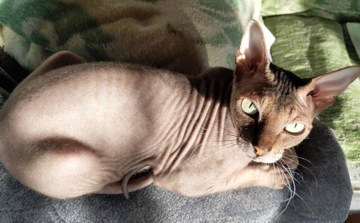 Фото и кошка мои)))