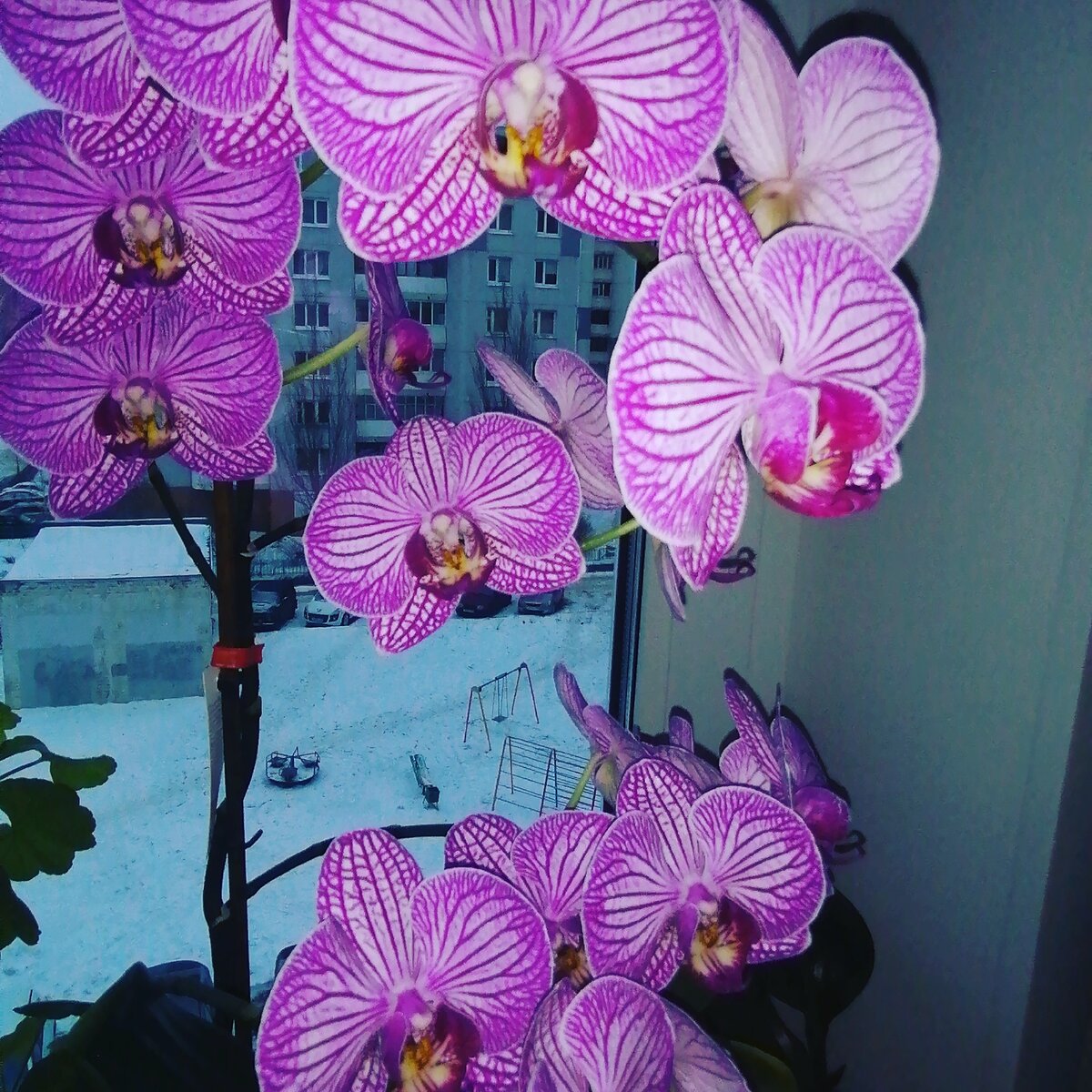 Моя орхидея на 2-ой год жизни. 