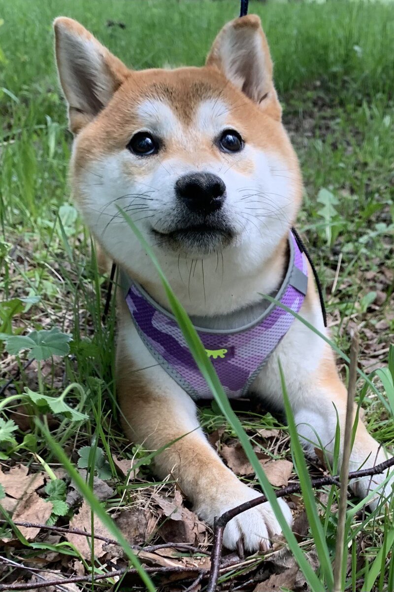 Кики в лесу