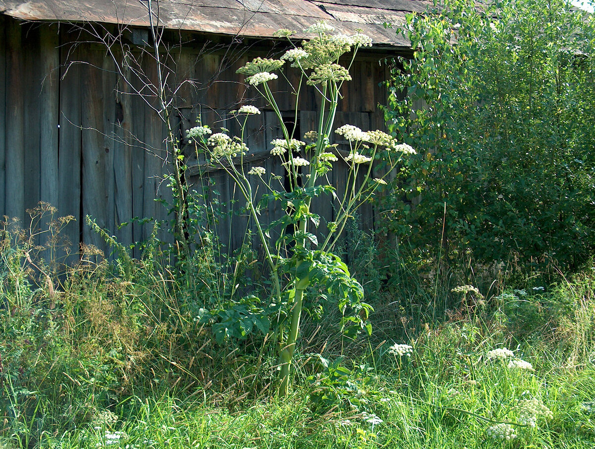 Дудник лесной. 