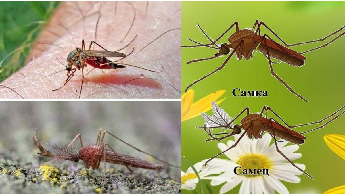 Комары-комарики». Что едят. Чем пищат. Какую пользу несут. Как спасаюсь |  Дневник простодушной сударушки | Дзен