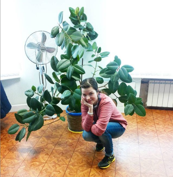 В кабинете. Фикус спасали всем отделом.