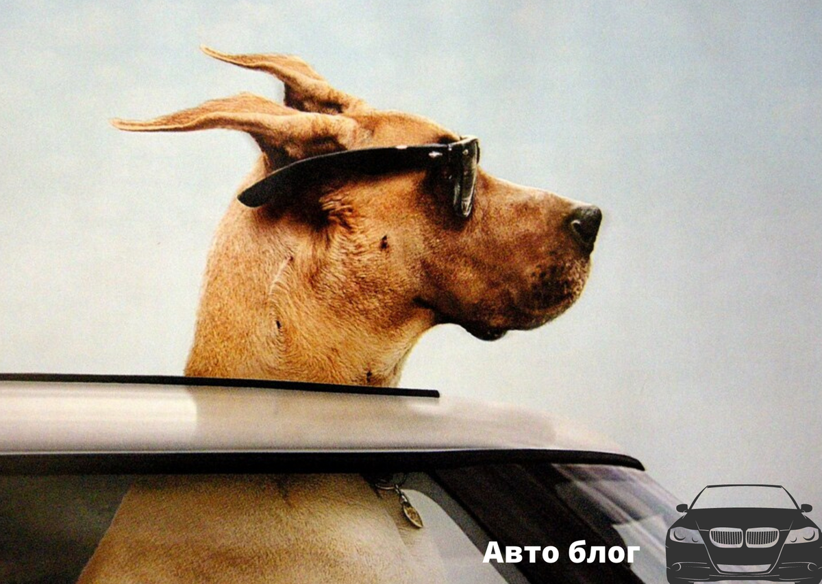 Держать по ветру 3. Собака высунулась из машины. Собака выглядывает из окна машины. Собака на ветру в машине. Собака из окна машины.