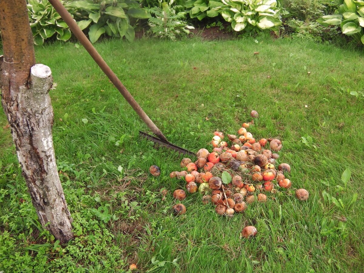 Уборка падалицы. Фото автора