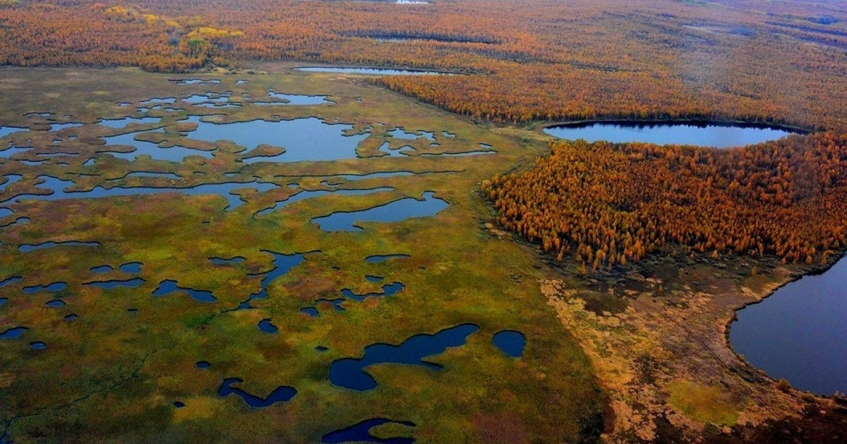 Васюганские болота Западной сибири