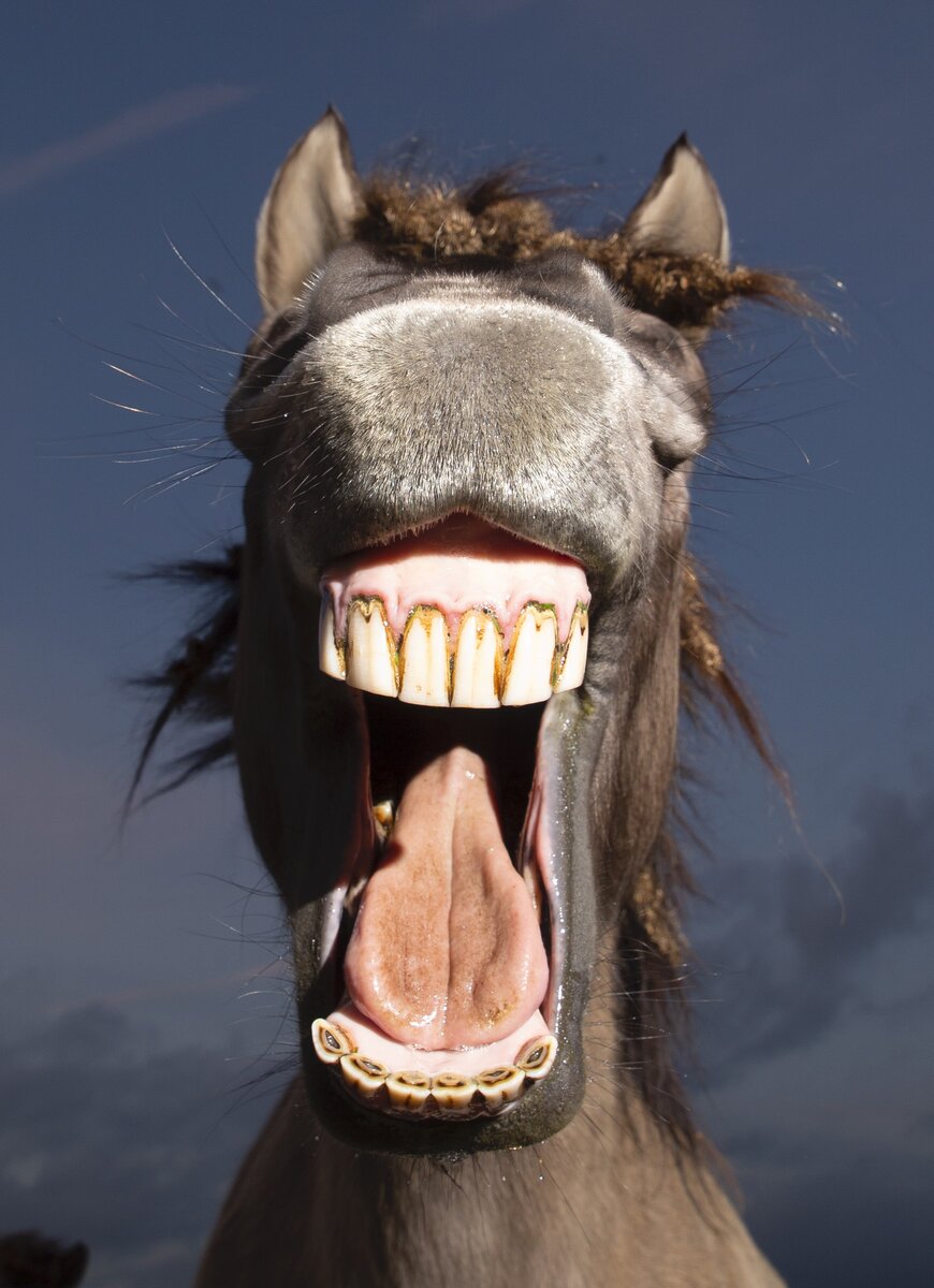 © Edwin Smits / The Comedy Wildlife Photo Awards