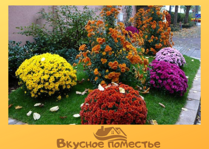 Хризантемы