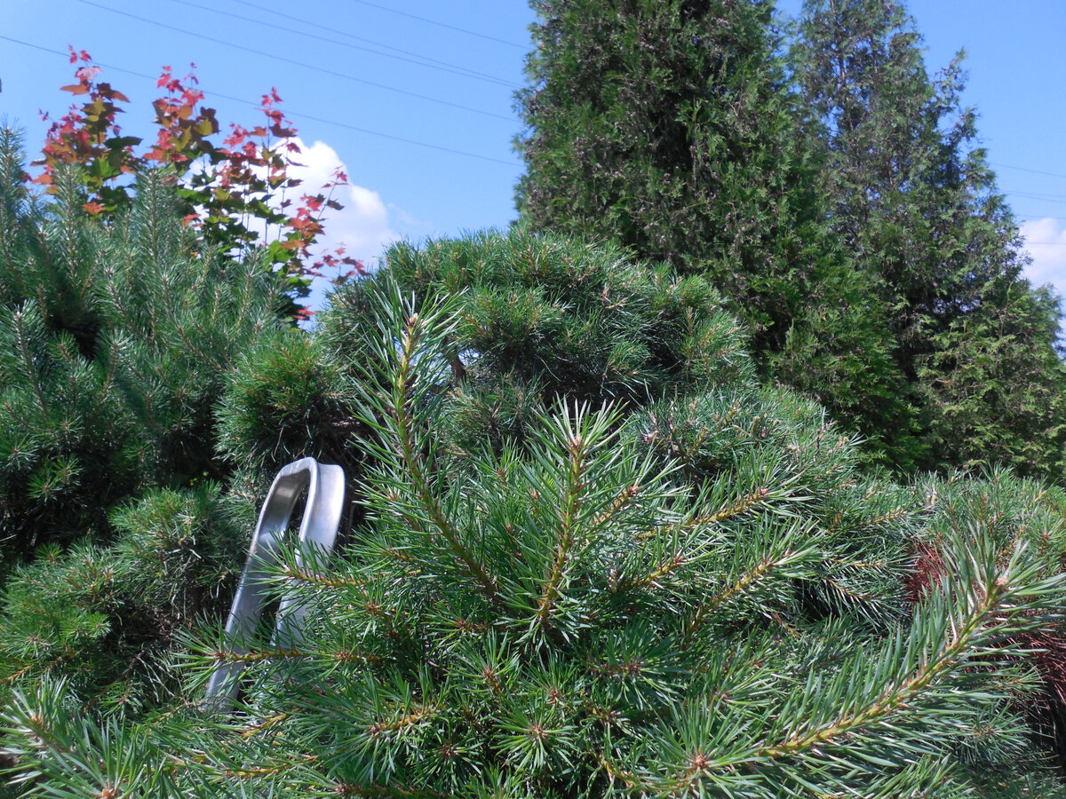 В начале лета клён не обрезаем. Первым делом - сосны