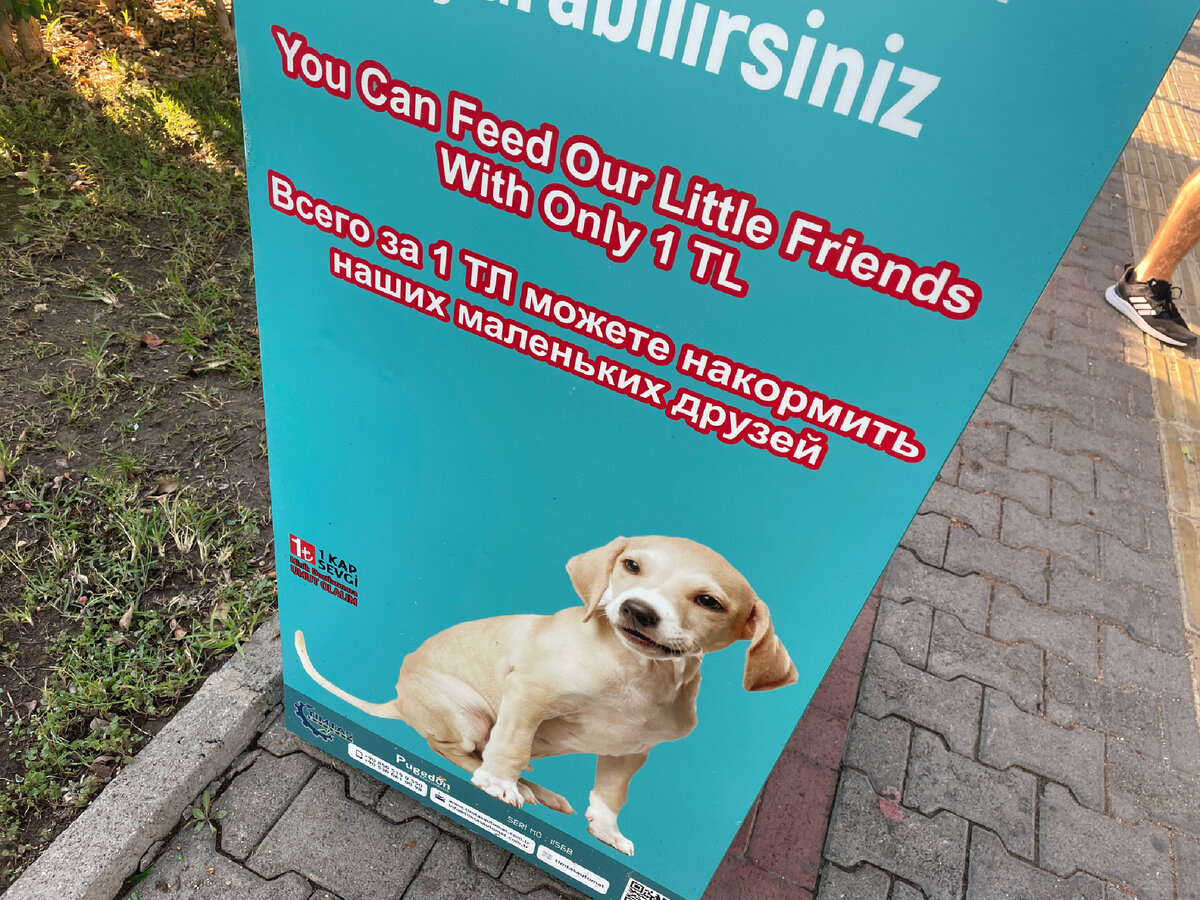 "Всего за 1 турецкую лиру можно накормить наших маленьких друзей". 1TL это чуть меньше 10 российских рублей.