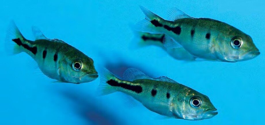 Cichla ocellaris (Фото Марка Смита)