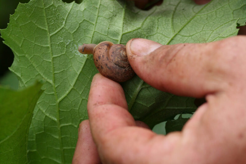 Сбор улиток. Иллюстрация для статьи используется с сайта unipack-ug.ru