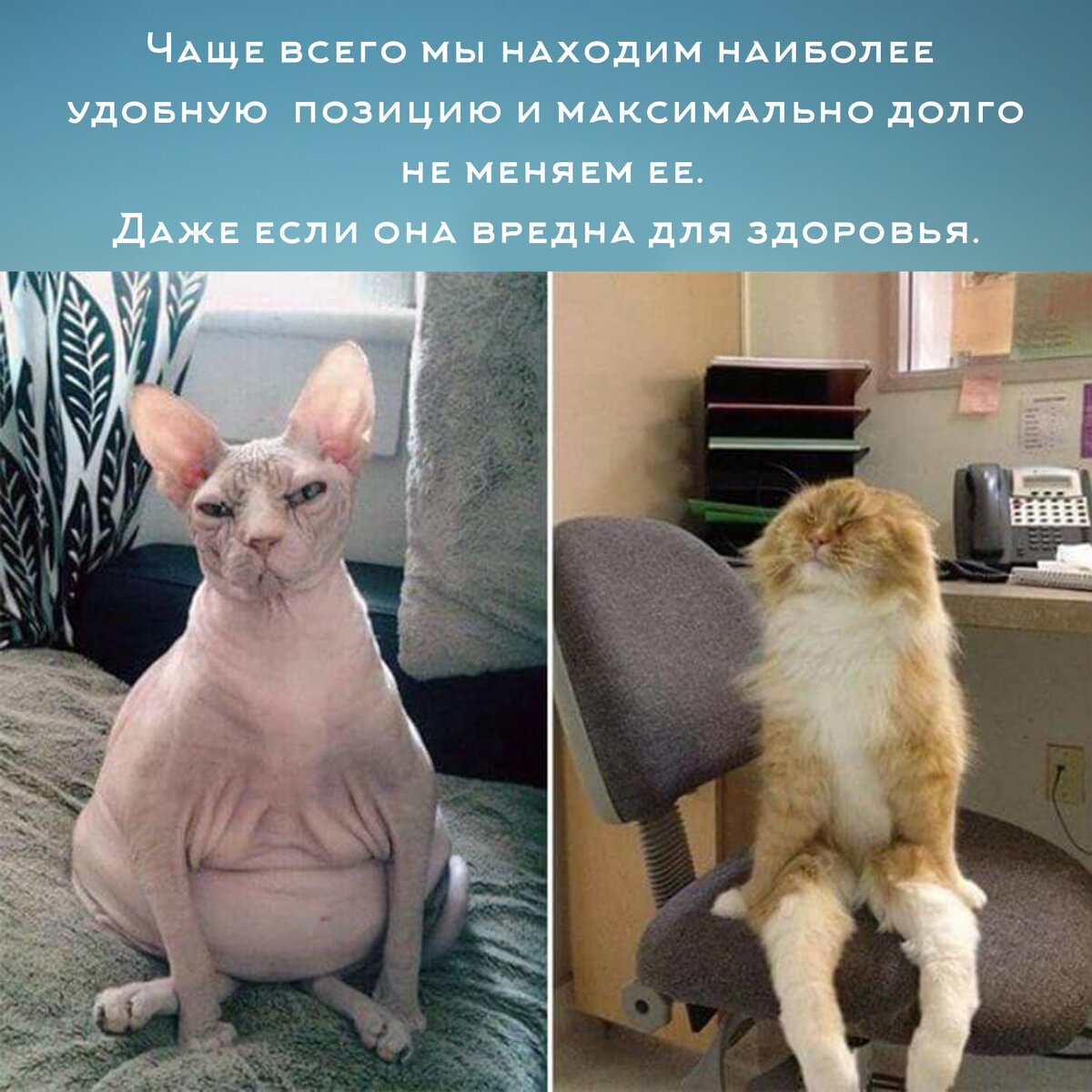 Котики в смешных позах