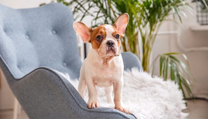 Вакцинация щенка рекомендована с двухмесячного возраста