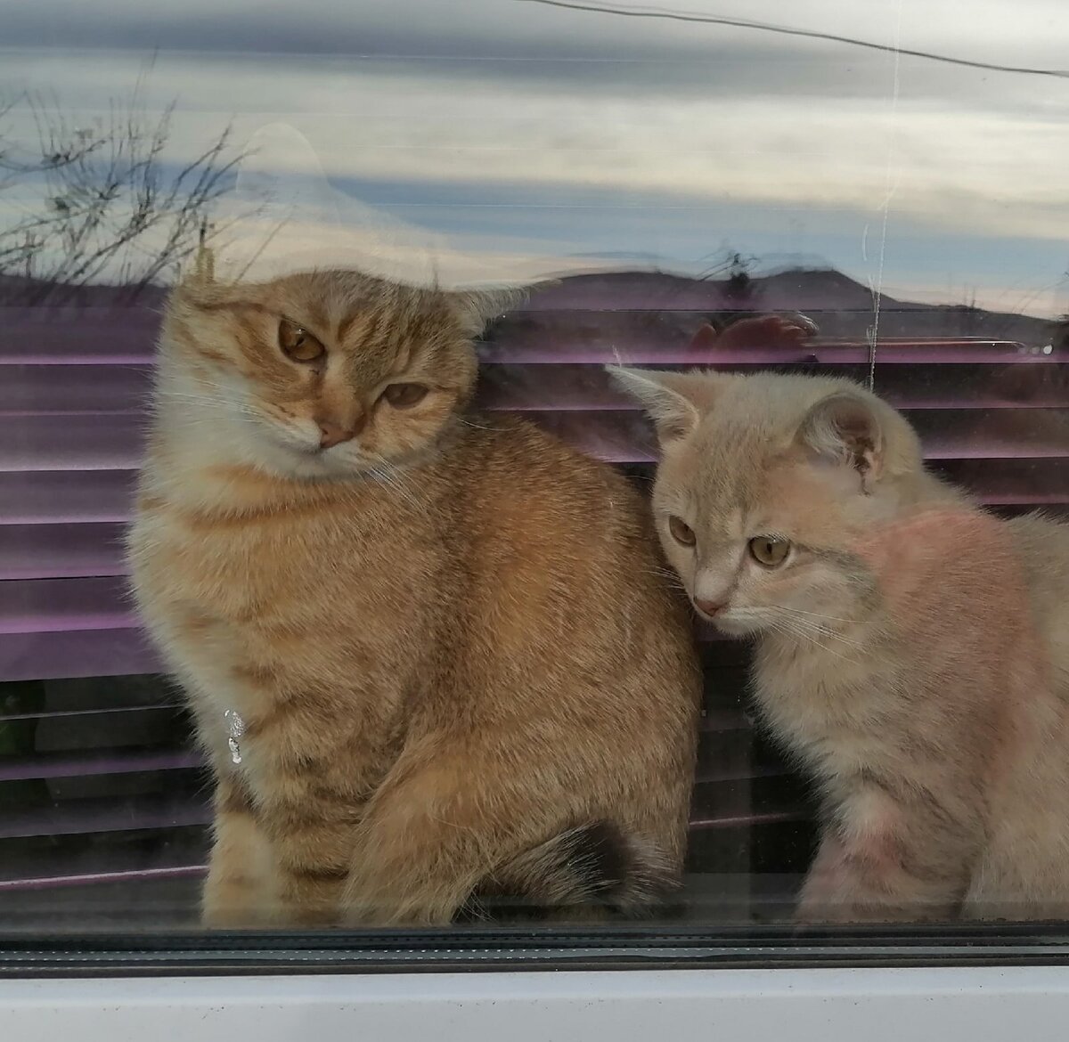 из жизни одного кота. видео тут коты. видео тут коты. пародии котов фото. видео тут коты.