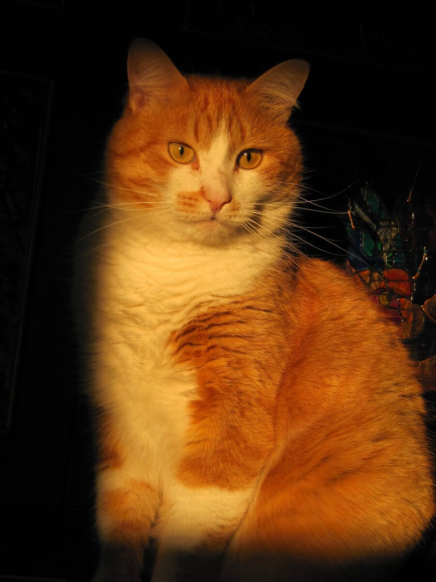Кот Маркиз