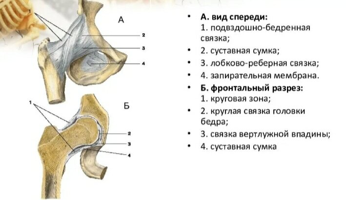 Связки бедра