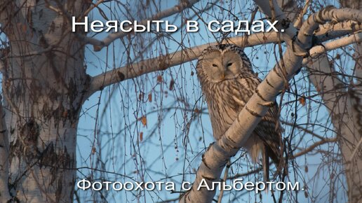 Фотоохота с Альбертом. Неясыть в садах.