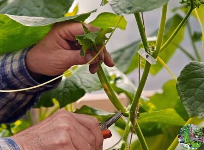 Пасынкование огурцов