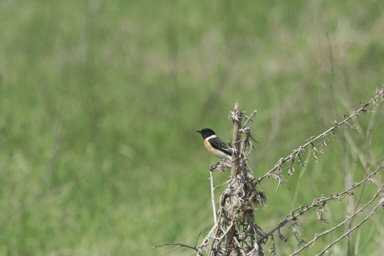 Черноголовый чекан (Saxicola torquata)